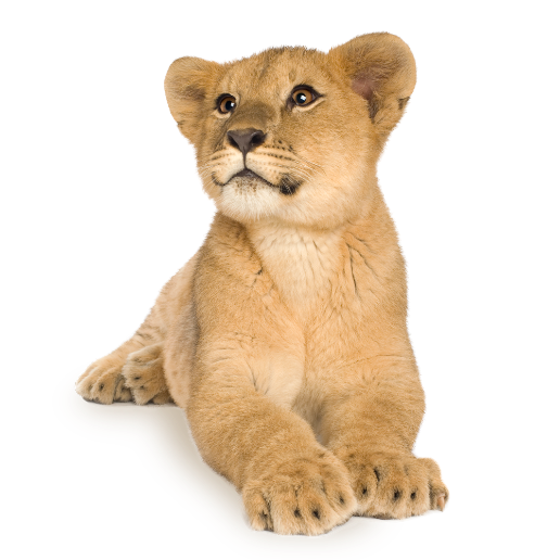 billede af siddende løve